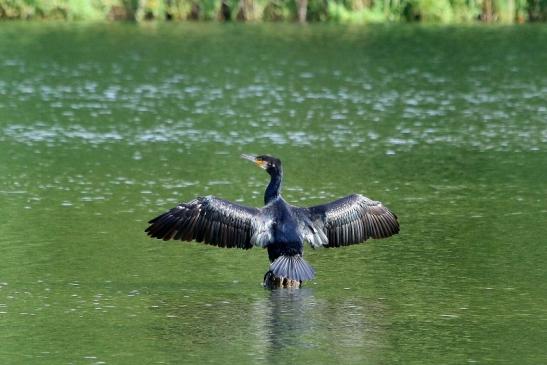 Kormoran NSG See am Goldberg Heusenstamm 2017