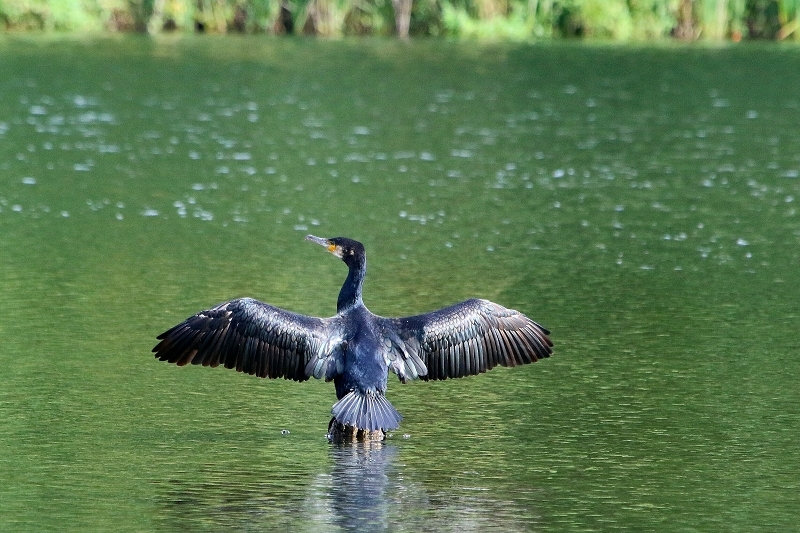 Kormoran NSG See am Goldberg Heusenstamm 2017
