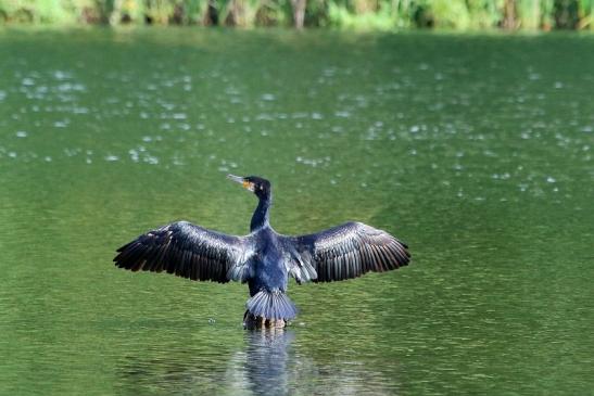 Kormoran NSG See am Goldberg Heusenstamm 2017