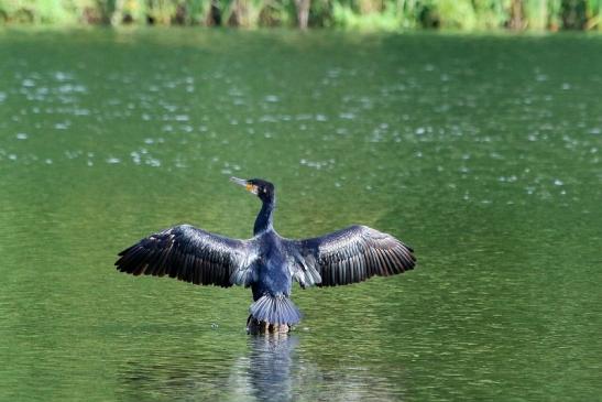 Kormoran NSG See am Goldberg Heusenstamm 2017