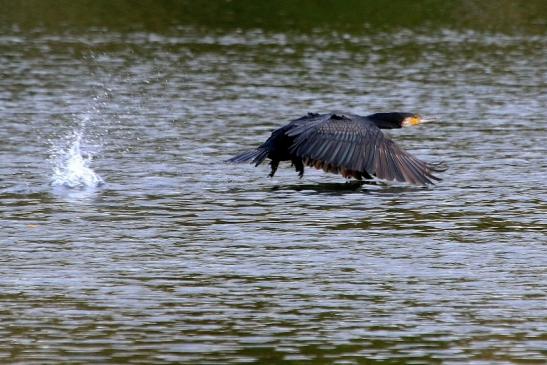 Kormoran NSG See am Goldberg Heusenstamm 2017