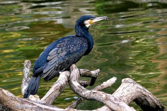 Kormoran Opel Zoo Kronberg 2017