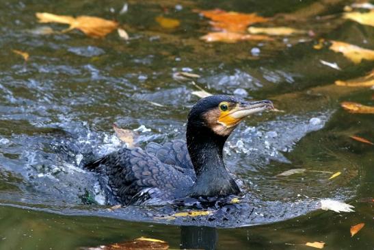 Kormoran Opel Zoo Kronberg 2017