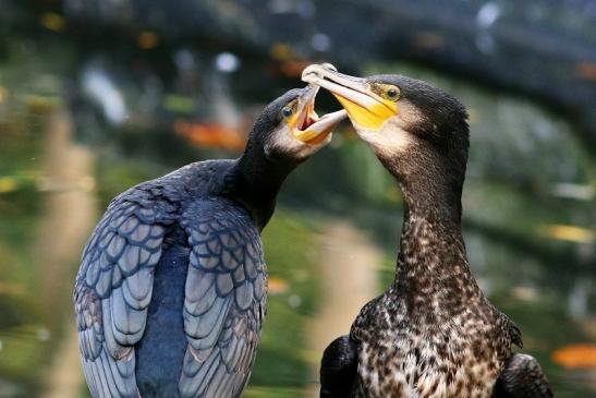 Kormoran Opel Zoo Kronberg 2017