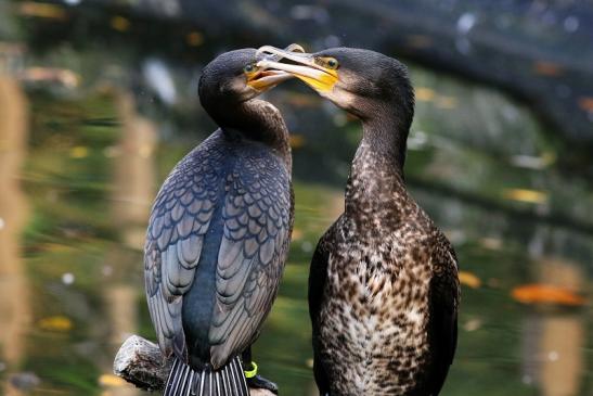 Kormoran Opel Zoo Kronberg 2017