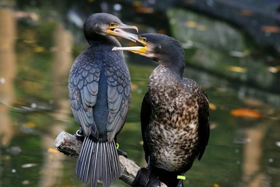 Kormoran Opel Zoo Kronberg 2017