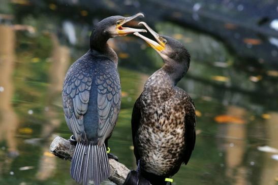 Kormoran Opel Zoo Kronberg 2017