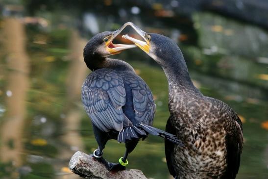 Kormoran Opel Zoo Kronberg 2017