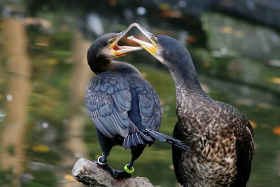 Kormoran Opel Zoo Kronberg 2017