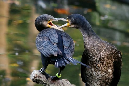 Kormoran Opel Zoo Kronberg 2017