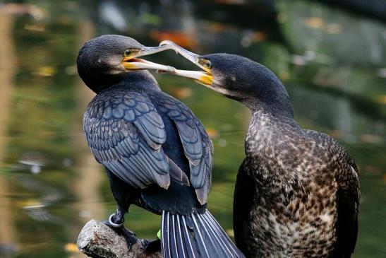 Kormoran Opel Zoo Kronberg 2017