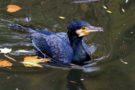 Kormoran Opel Zoo Kronberg 2017