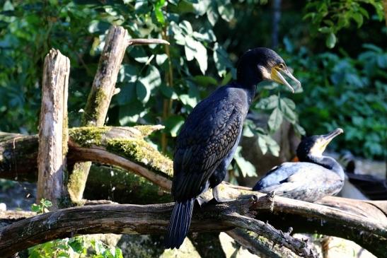 Kormoran Opel Zoo Kronberg 2019