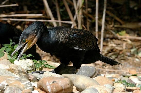 Kormoran Wildpark Bad Mergentheim 2015