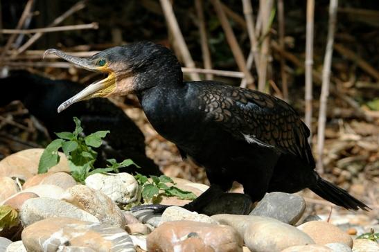 Kormoran Wildpark Bad Mergentheim 2015