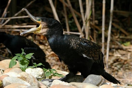 Kormoran Wildpark Bad Mergentheim 2015