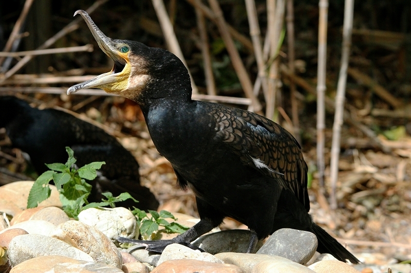 Kormoran Wildpark Bad Mergentheim 2015