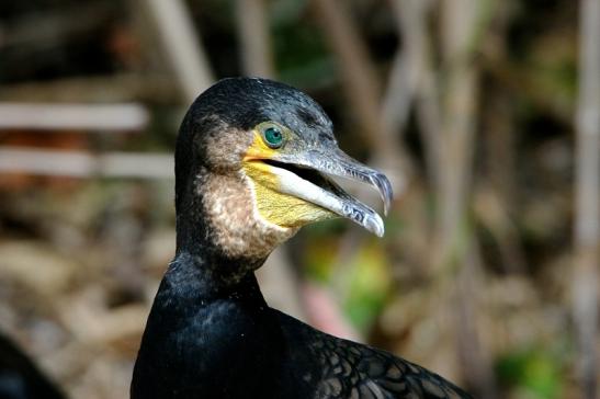 Kormoran Wildpark Bad Mergentheim 2015