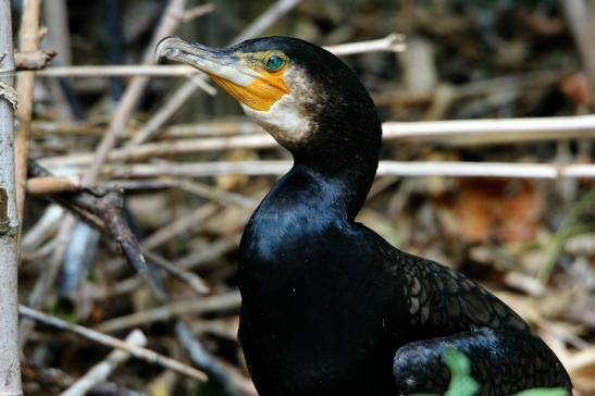 Kormoran Wildpark Bad Mergentheim 2015