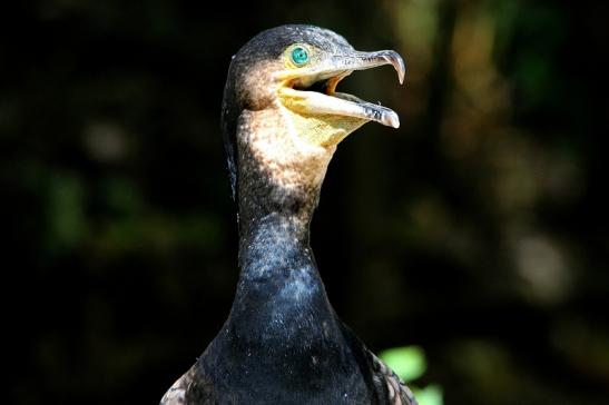 Kormoran Wildpark Bad Mergentheim 2015