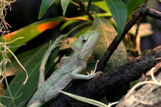 Kronenbasilisk Exotarium Zoo Frankfurt am Main 2014 