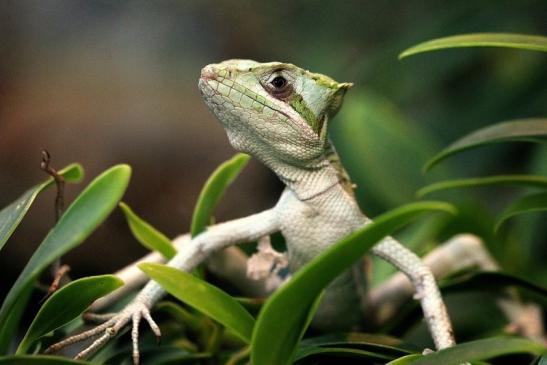 Kronenbasilisk Exotarium Zoo Frankfurt am Main 2014 