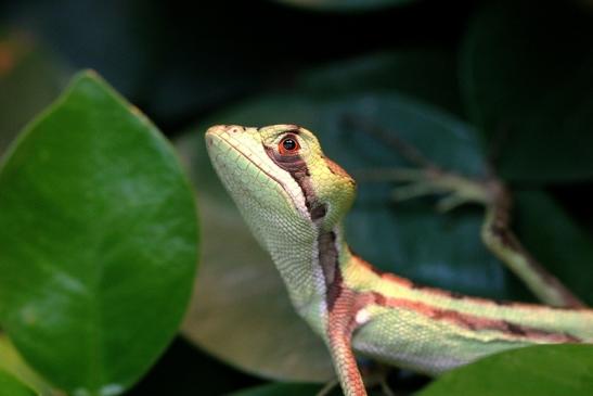 Kronenbasilisk Exotarium Zoo Frankfurt am Main 2014 