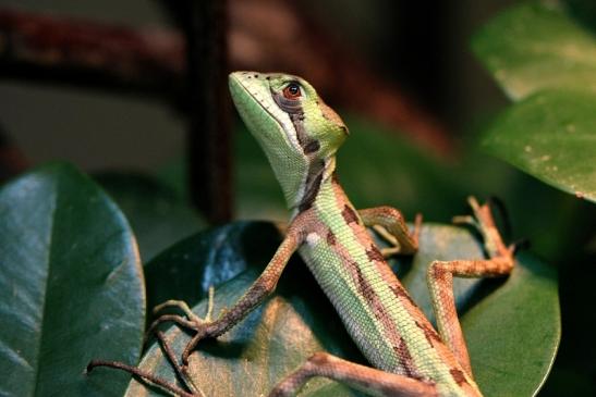 Kronenbasilisk Exotarium Zoo Frankfurt am Main 2014 