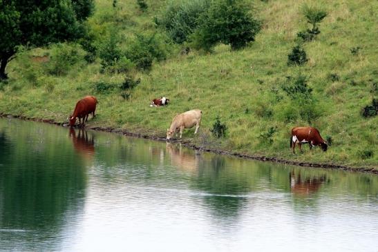 Rinder im NSG Teufelsee Bingenheimer Ried Wetterau 2016