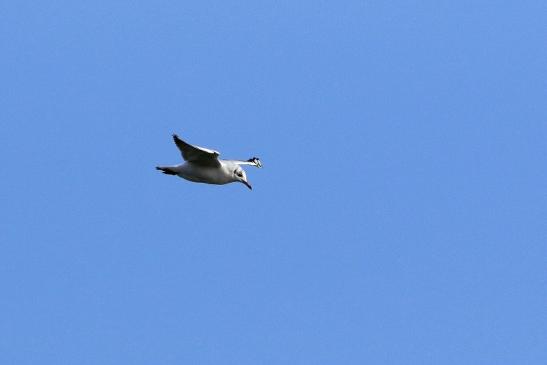 Lachmöwe Mainschleuse Eddersheim 2017