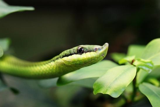 Langnasen Strauchnatter Exotarium Zoo Frankfurt am Main 2014 