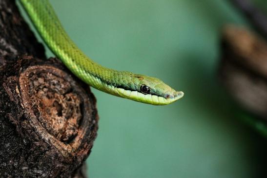 Langnasen Strauchnatter Exotarium Zoo Frankfurt am Main 2014 