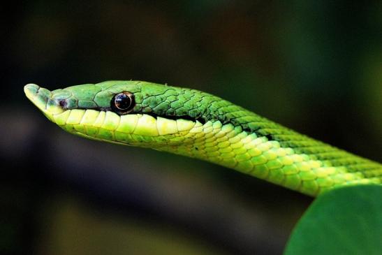 Langnasen Strauchnatter Exotarium Zoo Frankfurt am Main 2014 