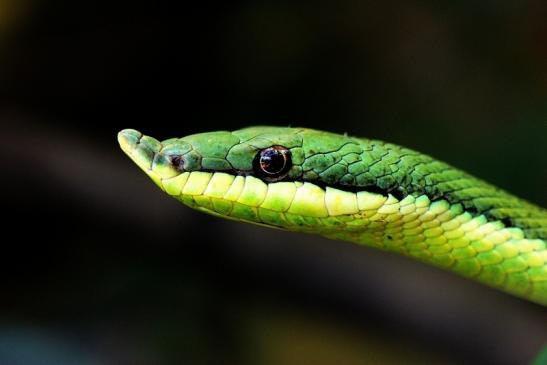 Langnasen Strauchnatter Exotarium Zoo Frankfurt am Main 2014 