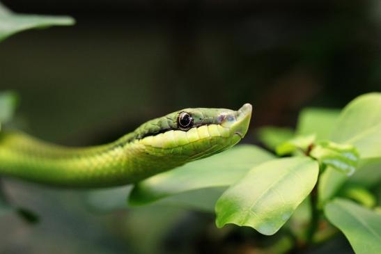 Langnasen Strauchnatter Exotarium Zoo Frankfurt am Main 2014 