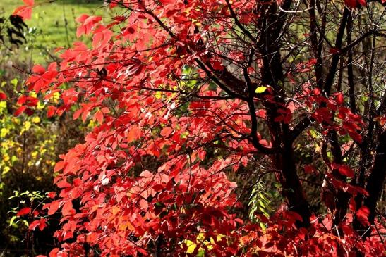 Impressionen Atrium Park Dietzenbach Oktober 2020