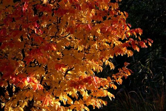 Impressionen Atrium Park Dietzenbach Oktober 2020