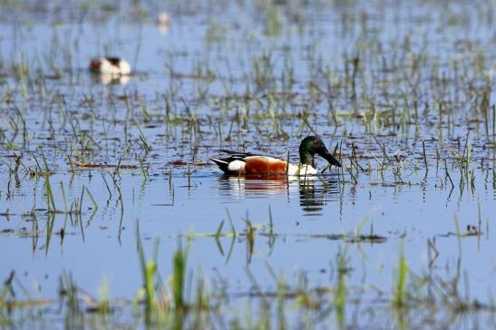 Löffelente Erpel Bingenheimer Ried Wetterau 2016