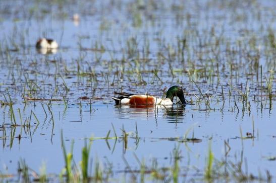 Löffelente Erpel Bingenheimer Ried Wetterau 2016