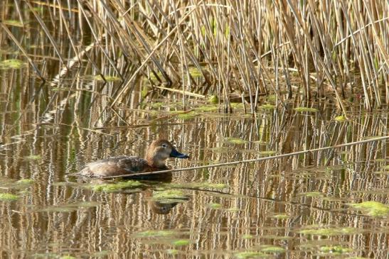 Löffelente Ente Bingenheimer Ried Wetterau 2016