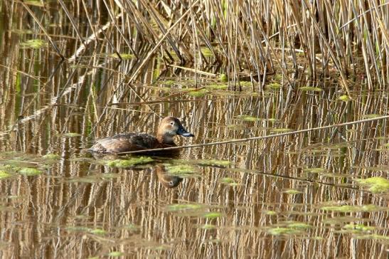 Löffelente Ente Bingenheimer Ried Wetterau 2016