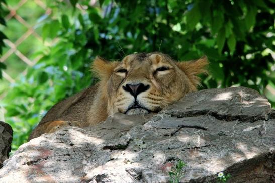 Asiatischer Löwe Zoo Frankfurt am Main 2015