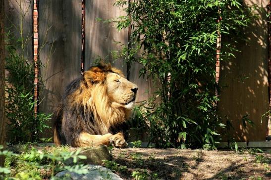 Asiatischer Löwe Zoo Frankfurt am Main 2014