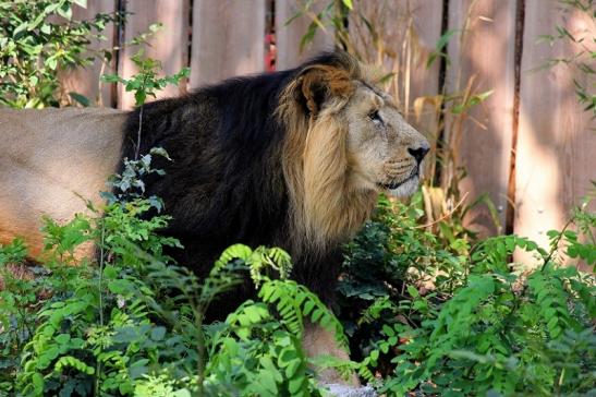 Asiatischer Löwe Zoo Frankfurt am Main 2014