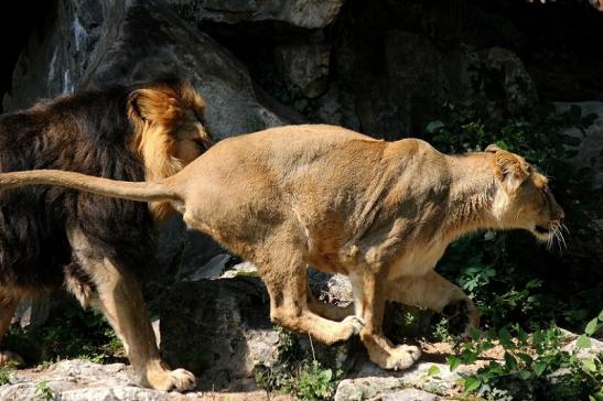 Asiatischer Löwe Zoo Frankfurt am Main 2014