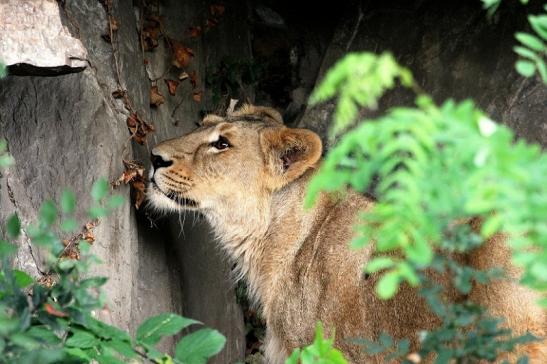 Asiatischer Löwe Zoo Frankfurt am Main 2014