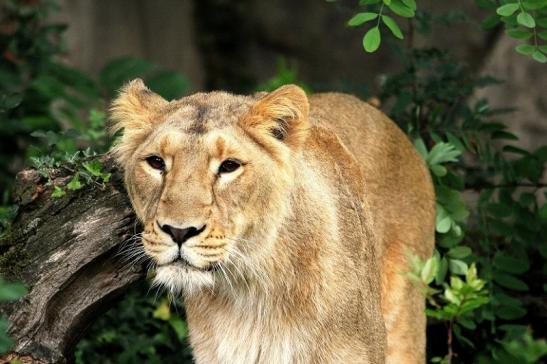 Asiatischer Löwe Zoo Frankfurt am Main 2014