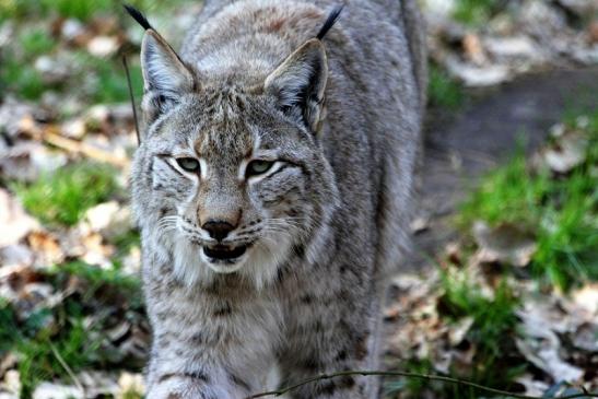 Eurasischer Luchs - Lynx lynx Wildpark Klein Auheim 2015