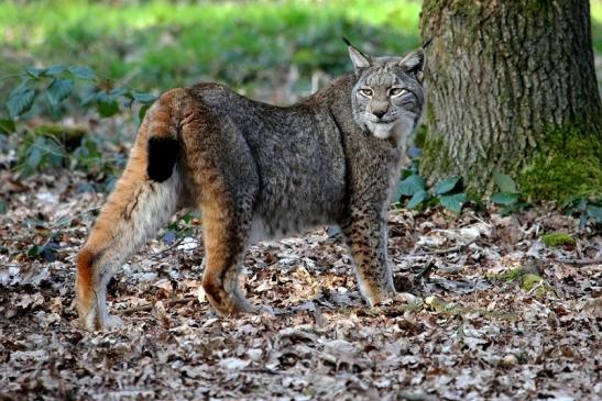 Eurasischer Luchs - Lynx lynx Wildpark Klein Auheim 2015