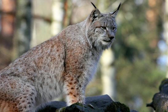 Eurasischer Luchs - Lynx lynx Wildpark Klein Auheim 2015